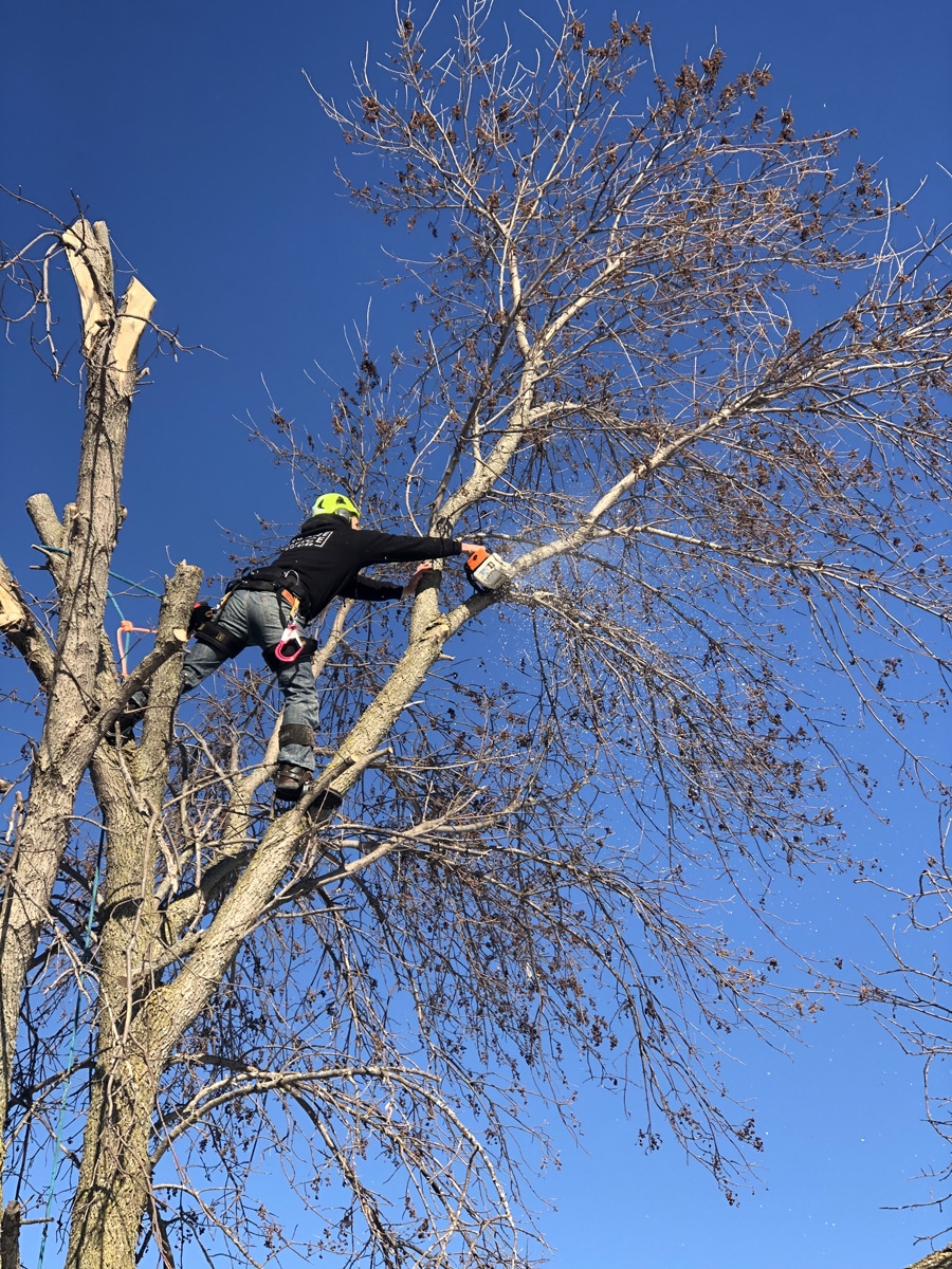 man standing a top a tree using a chainsaw to cut down branches