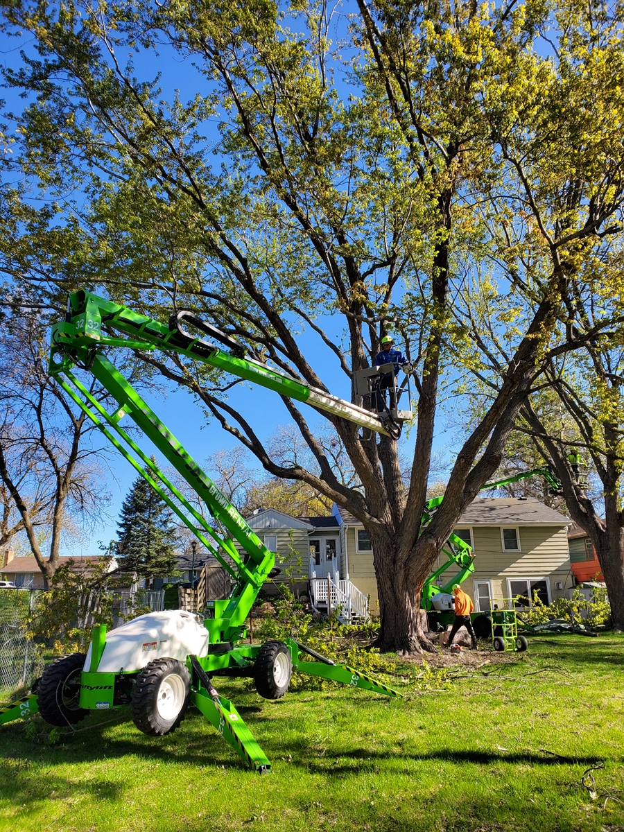 green tree crane going up to work on a tall tree